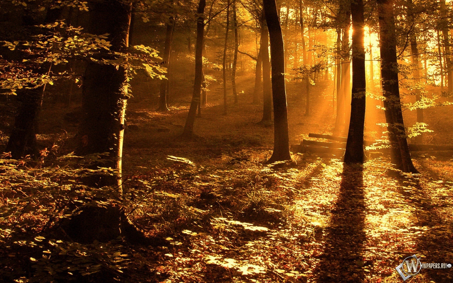 Свет в лесу 1440x900