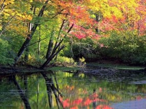 Обои Мирный осенний лес: Вода, Лес, Природа, Осень, Осень