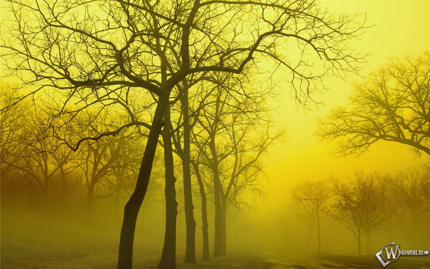 Туманный и осенний лес 1440x900