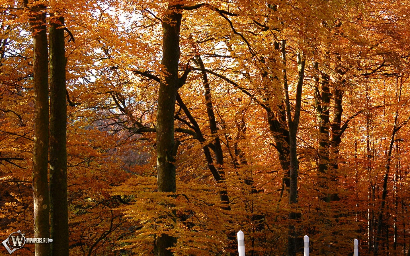 Золотой лес 1440x900