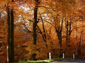 Обои Золотой лес: Лес, Осень, Осенняя пора, Золото, Осень