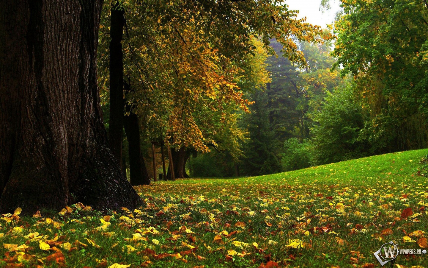 Сказочный лес 1440x900