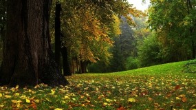 Обои Сказочный лес: Лес, Осень, Осенний лес, Осень