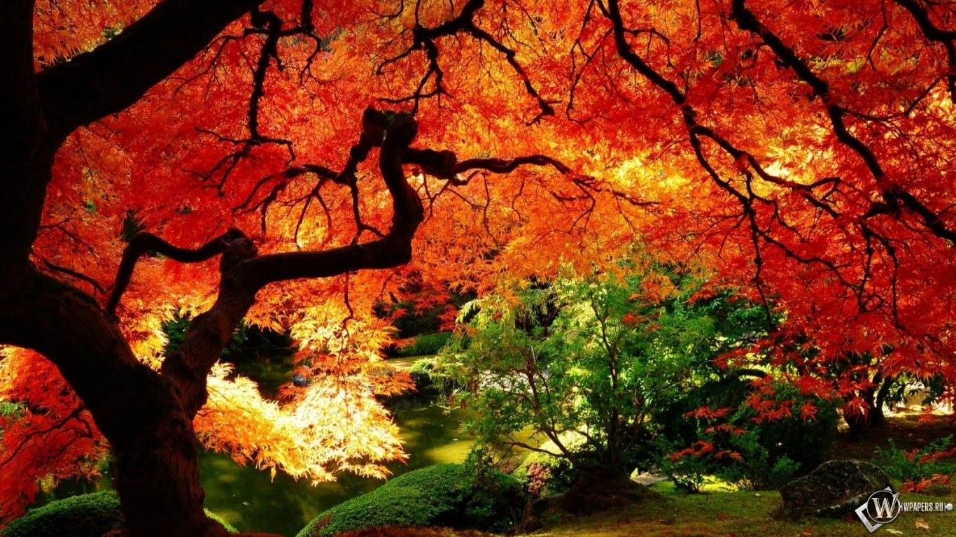 Осенний пейзаж 1366x768