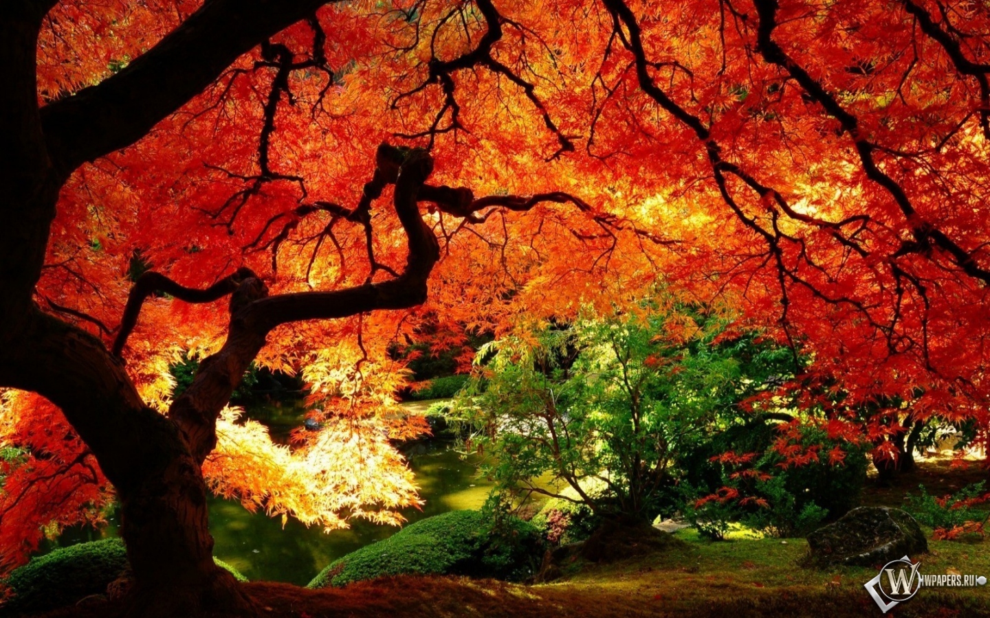Осенний пейзаж 1440x900