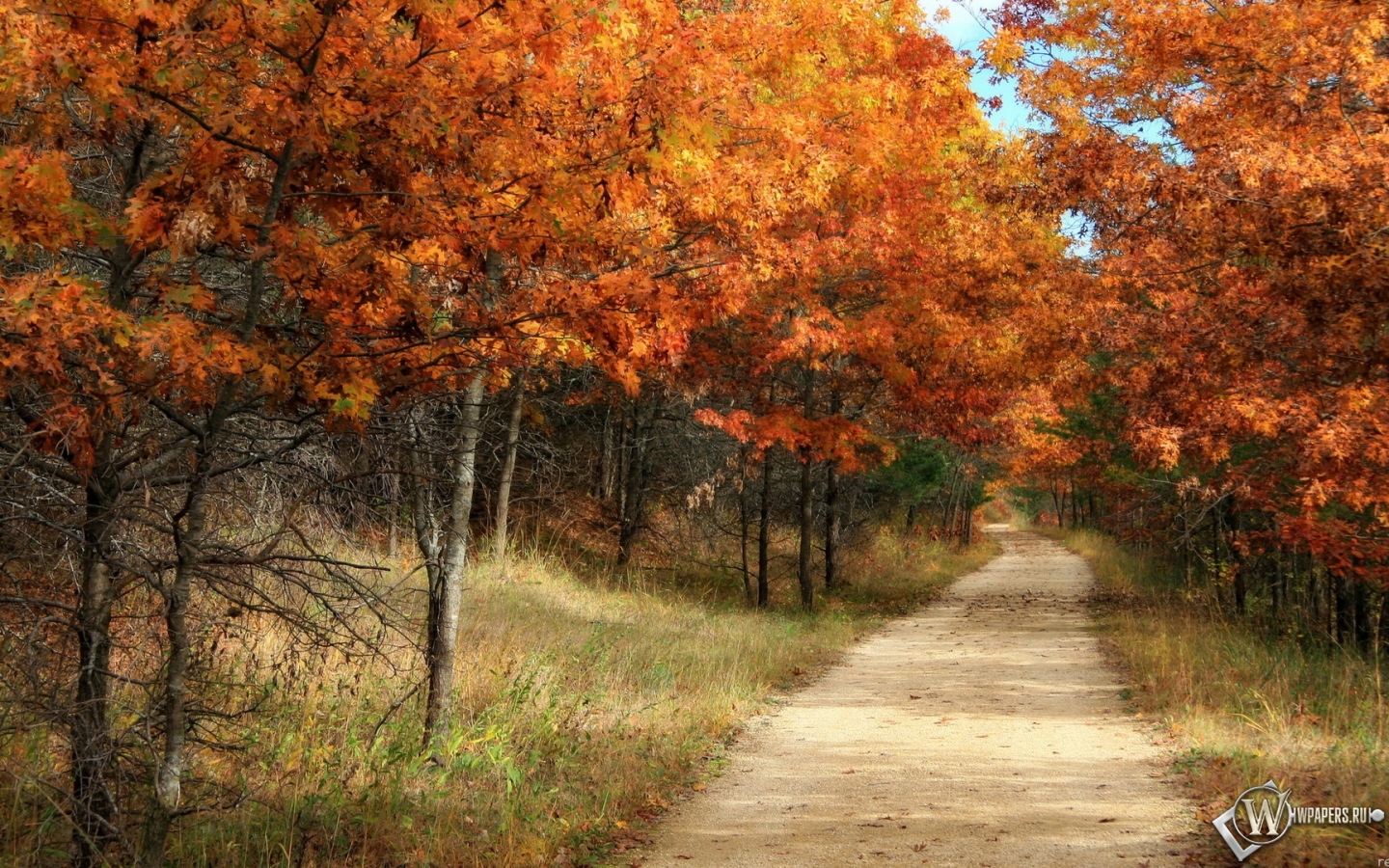 Осенний лес 1440x900
