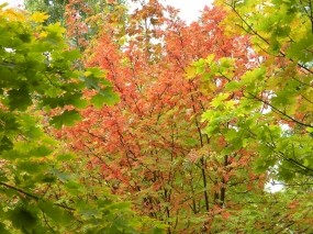 Обои Осенняя соната: Деревья, Природа, Осень, Листья, Осень