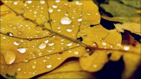 Обои Осенний лист: Осень, Лист, Капли воды, Осень