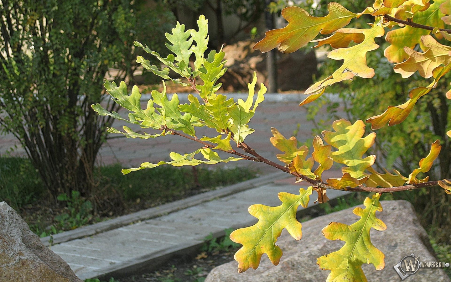 Осенний этюд 1440x900