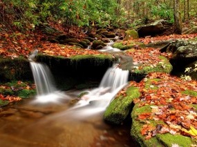 Обои Ручей в осеннем лесу: Вода, Камни, Осень, Листья, Ручей, Осень