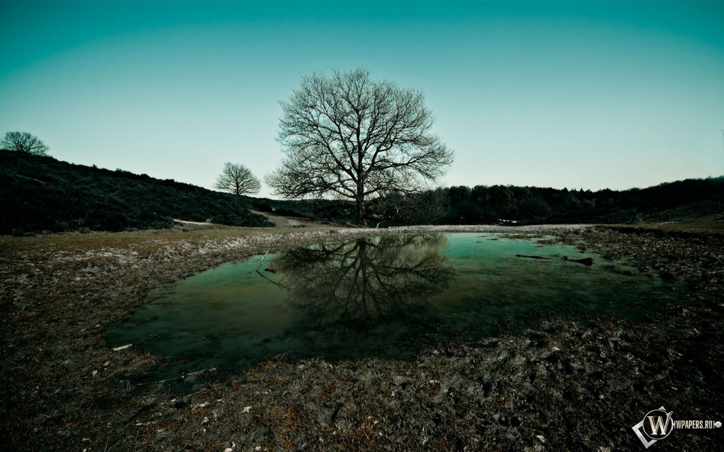 Дерево на фоне озера 1440x900