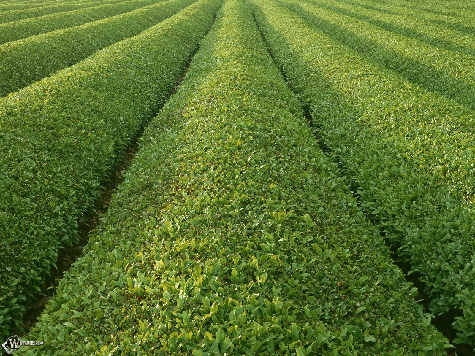 Tea field. Плантации чая. Плантация растений. Урожайные поля. Плантации чая обои.