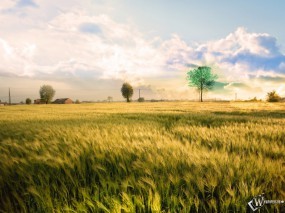 Обои Безмятежное поле: Поля, Злаки, Пшеница, Ветер, Прочие пейзажи