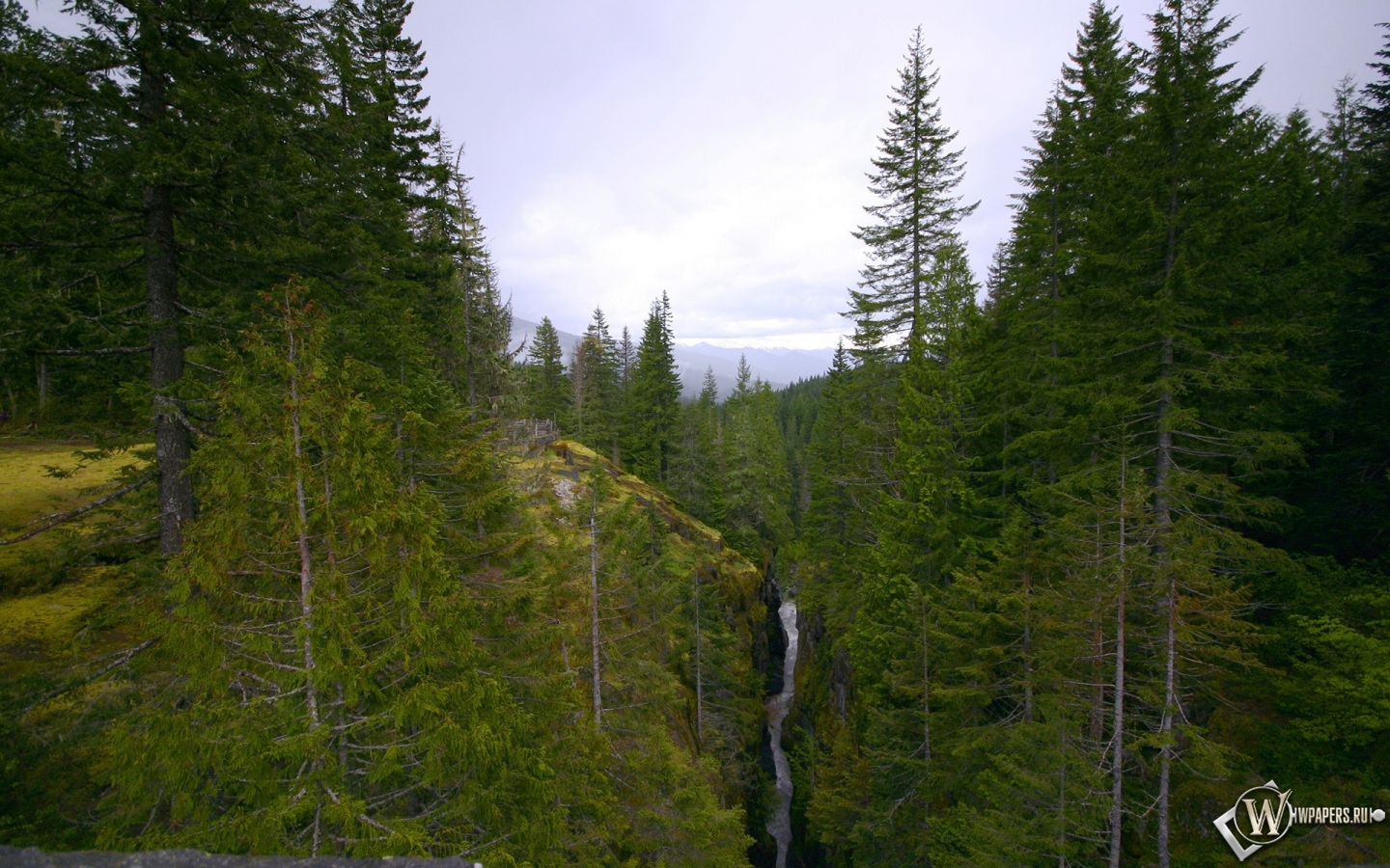 Горный лес 1440x900