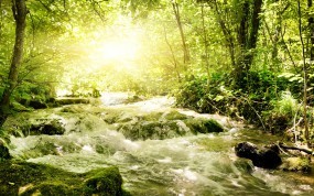 Обои Бурная речка в лесу: Свет, Зелень, Лес, Солнце, Речка, Прочие пейзажи