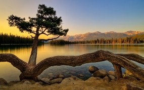 Обои Живучее дерево: Камни, Озеро, Дерево, Прочие пейзажи