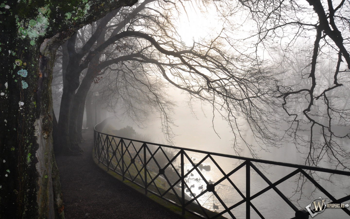 Туман в парке 1440x900
