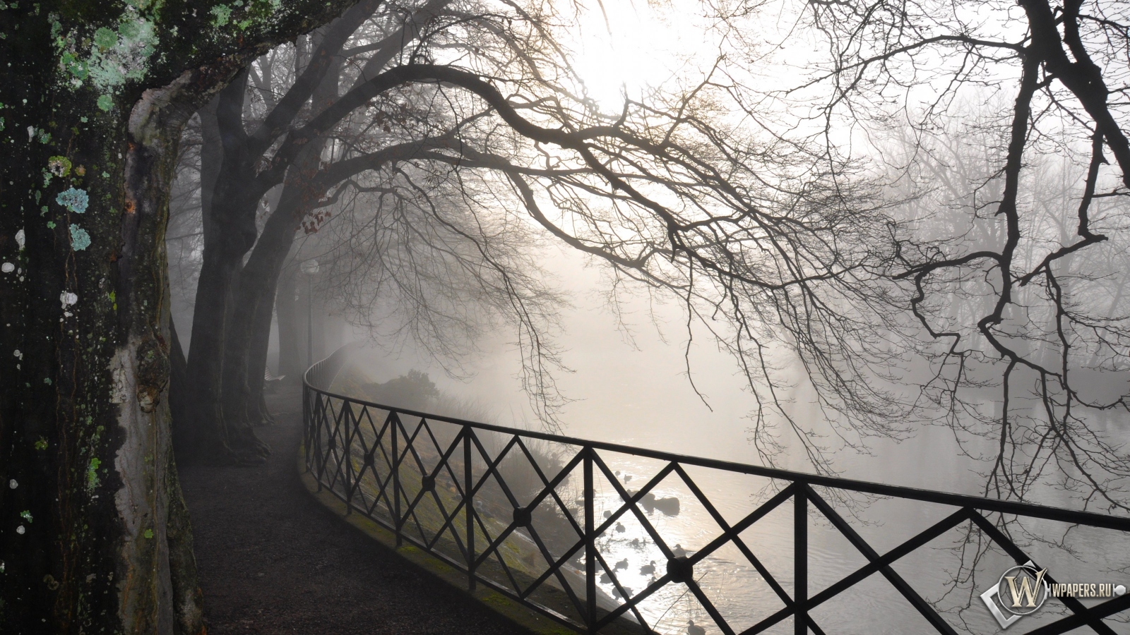 Туман в парке 1600x900