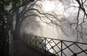 Обои Туман в парке: Река, Деревья, Туман, Ветви, Прочие пейзажи