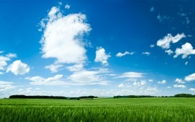 Обои Зелёное поле: Поле, Небо, Зелёный, Лето, Природа
