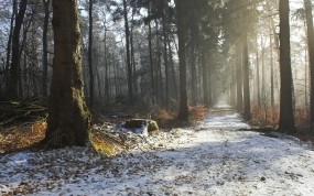 Обои Лесная дорожка: Зима, Дорога, Лес, Деревья, Природа, Красота, Осень, Утро, Прочие пейзажи