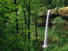 Обои Водопад в лесу: Зелень, Лес, Водопад, Водопады
