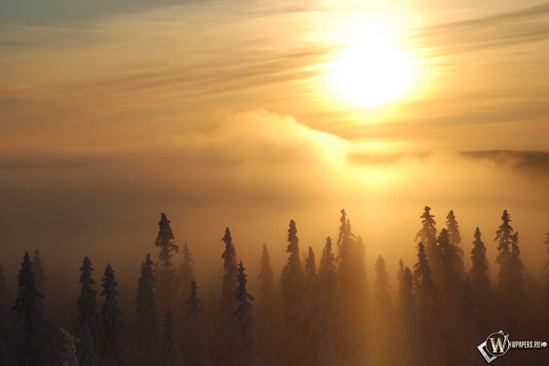 Высоко стоящее солнце. Солнце в тумане. Лес рассвет туман. Рассвет над лесом. Тайга солнце.