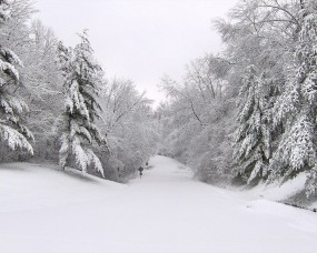 Обои Зимняя дорога: Зима, Снег, Дорога, Деревья, Природа