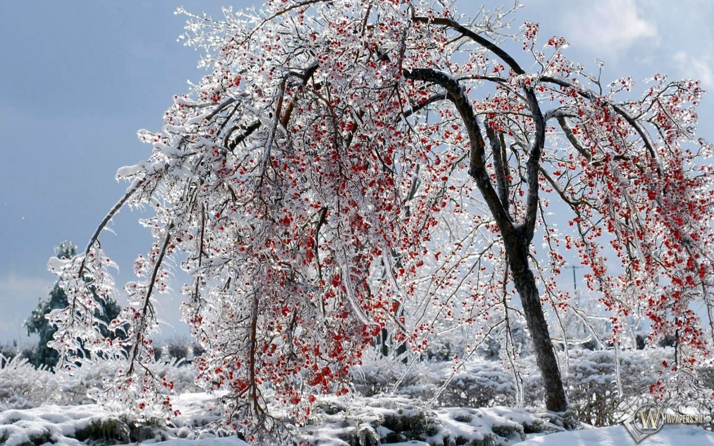 Калина красная 1440x900