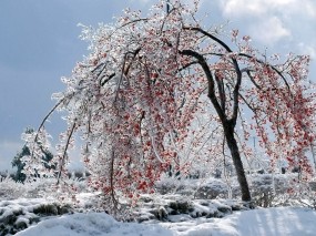Обои Калина красная: Зима, Ягоды, Лёд, Дерево, Калина, Зима