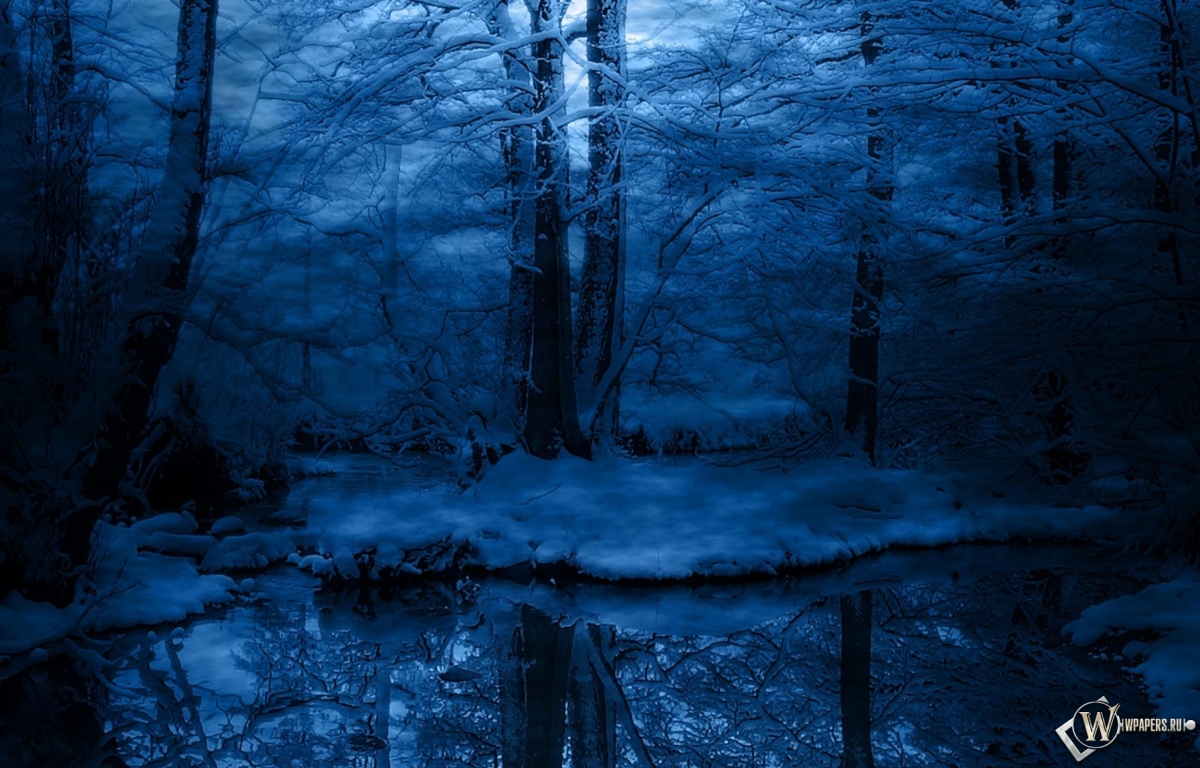 Зимняя ночь в лесу 1200x768