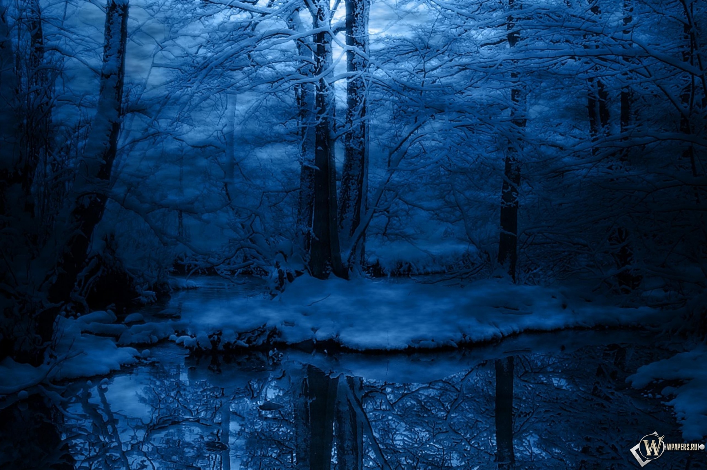 Зимняя ночь в лесу 2300x1530