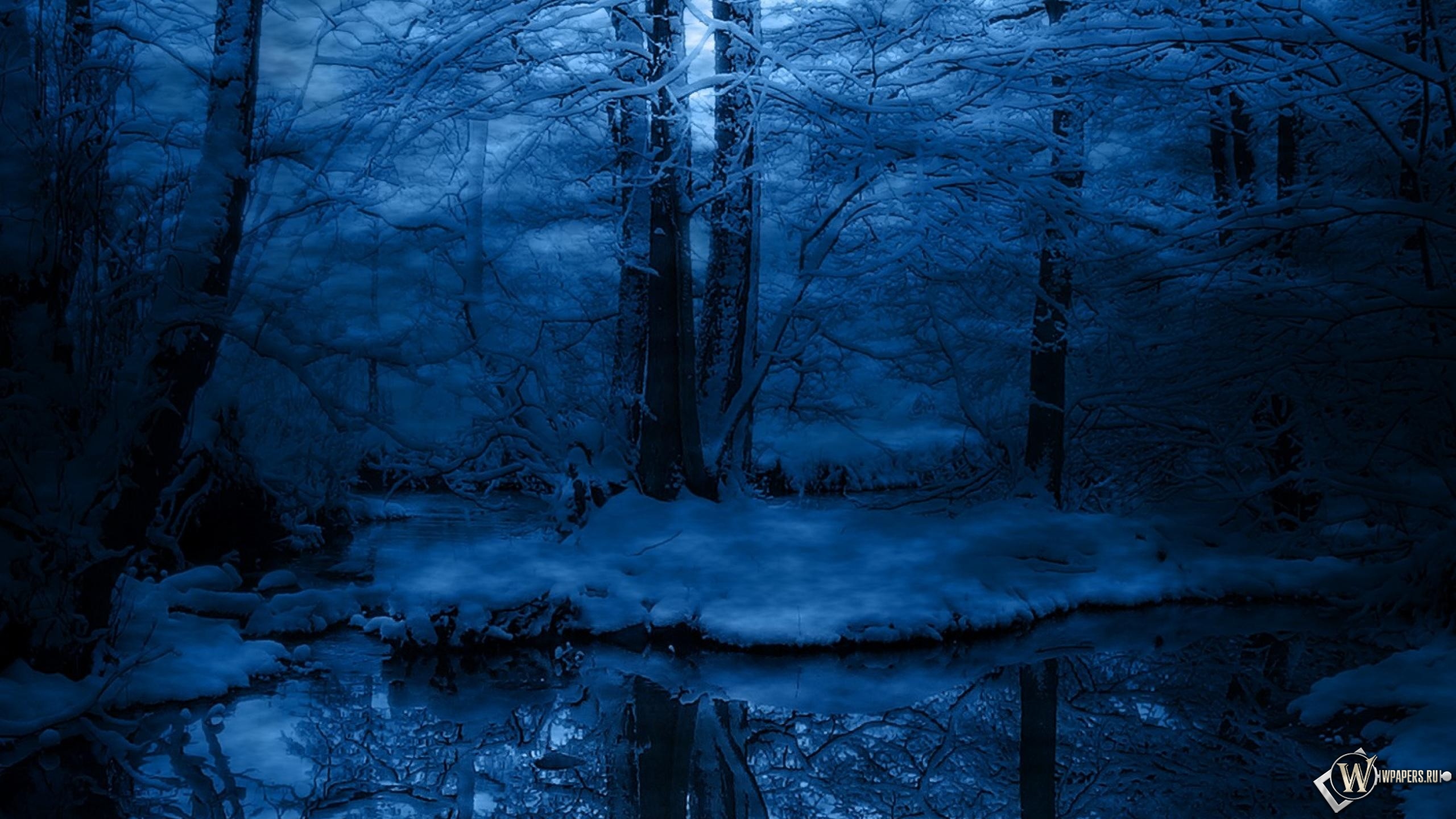 Зимняя ночь в лесу 2560x1440
