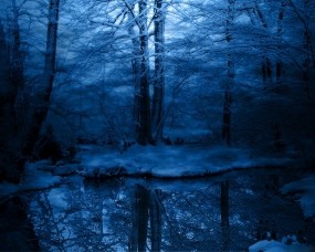 Обои Зимняя ночь в лесу: Зима, Снег, Лес, Деревья, Иней, Мрак, Холод, Синий, Зима