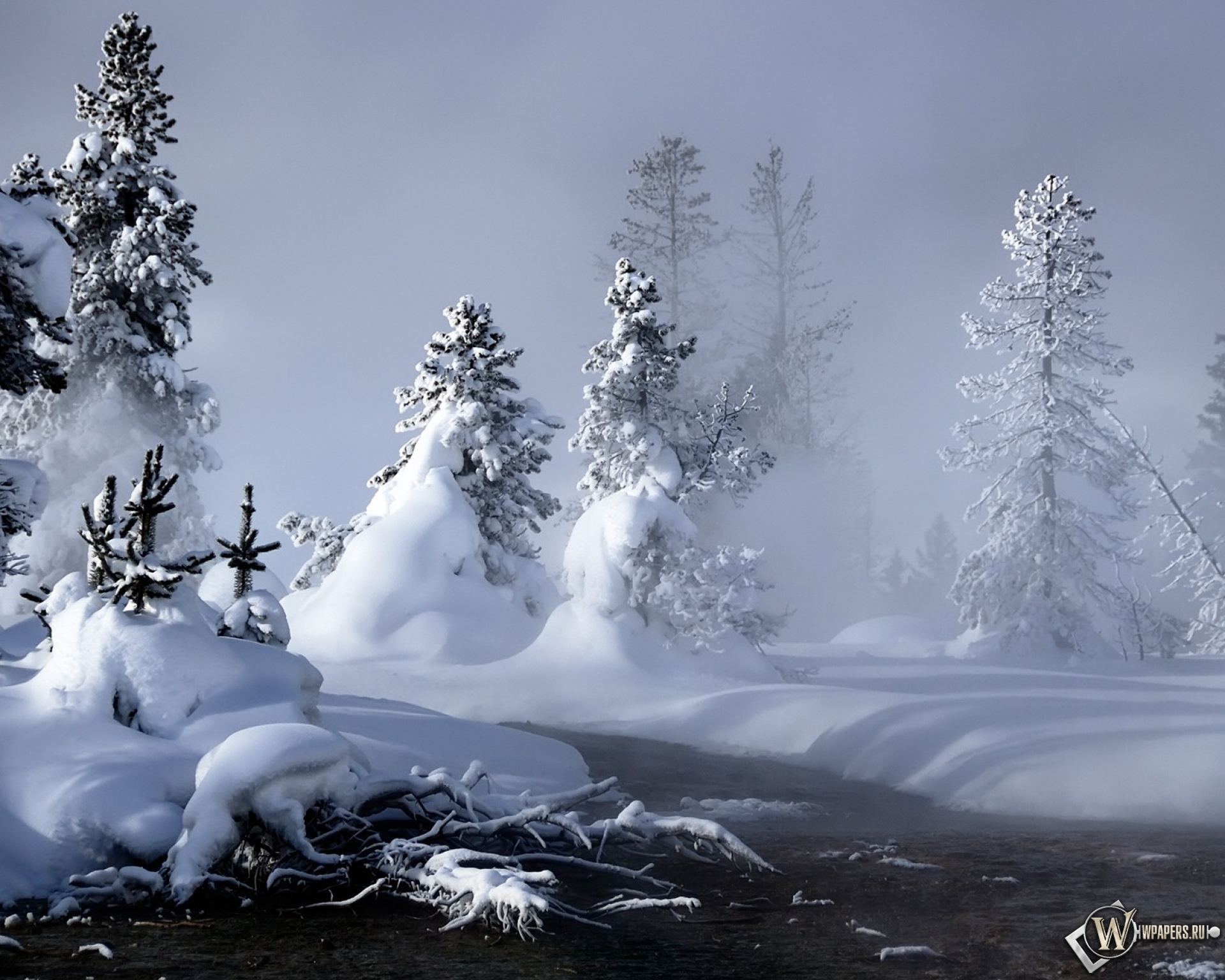 Snow pictures. Зимний лес. Сказочный зимний лес. Снежный лес. В новогоднем лесу.