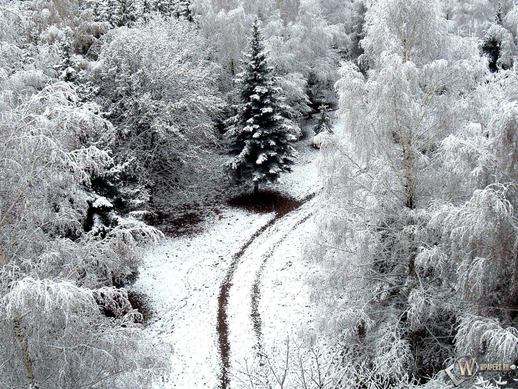 Зимний лес 1024x768