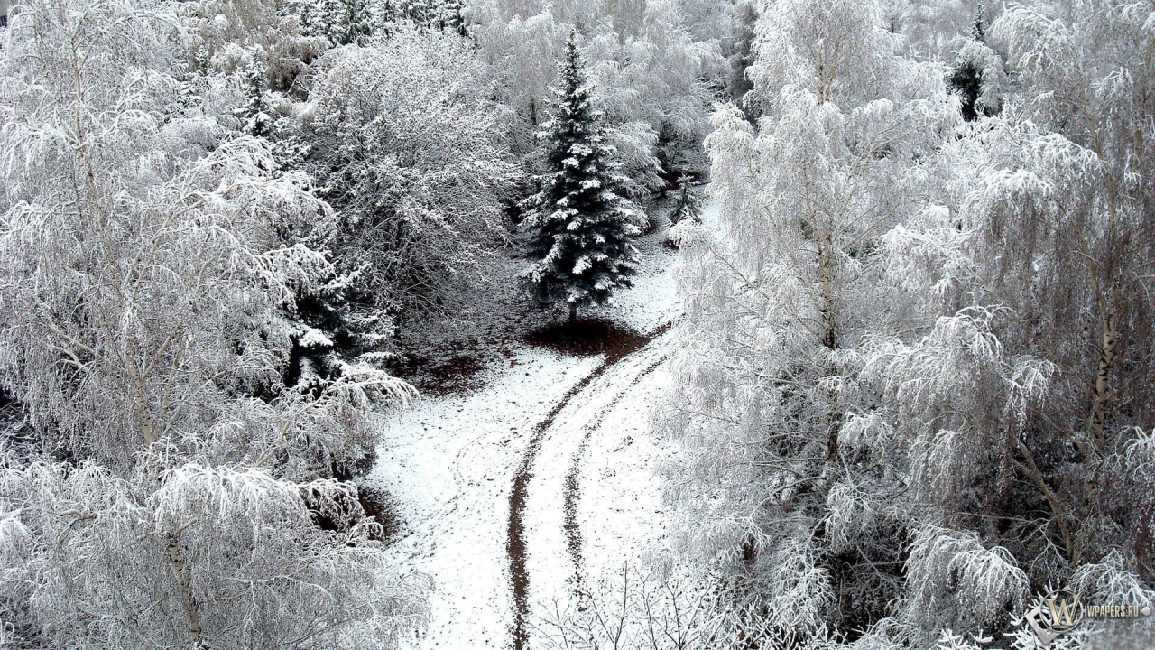 Зимний лес 1280x720