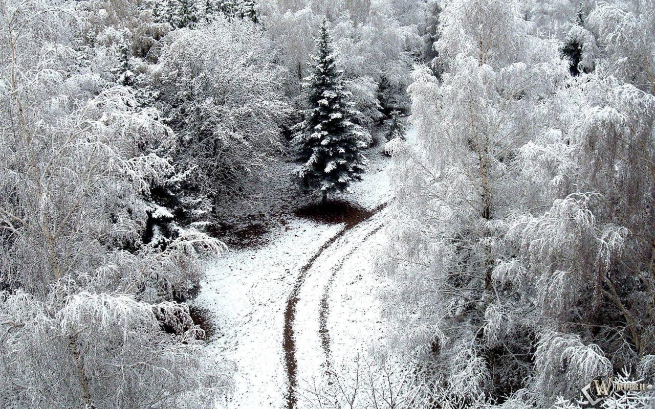 Зимний лес 1280x800