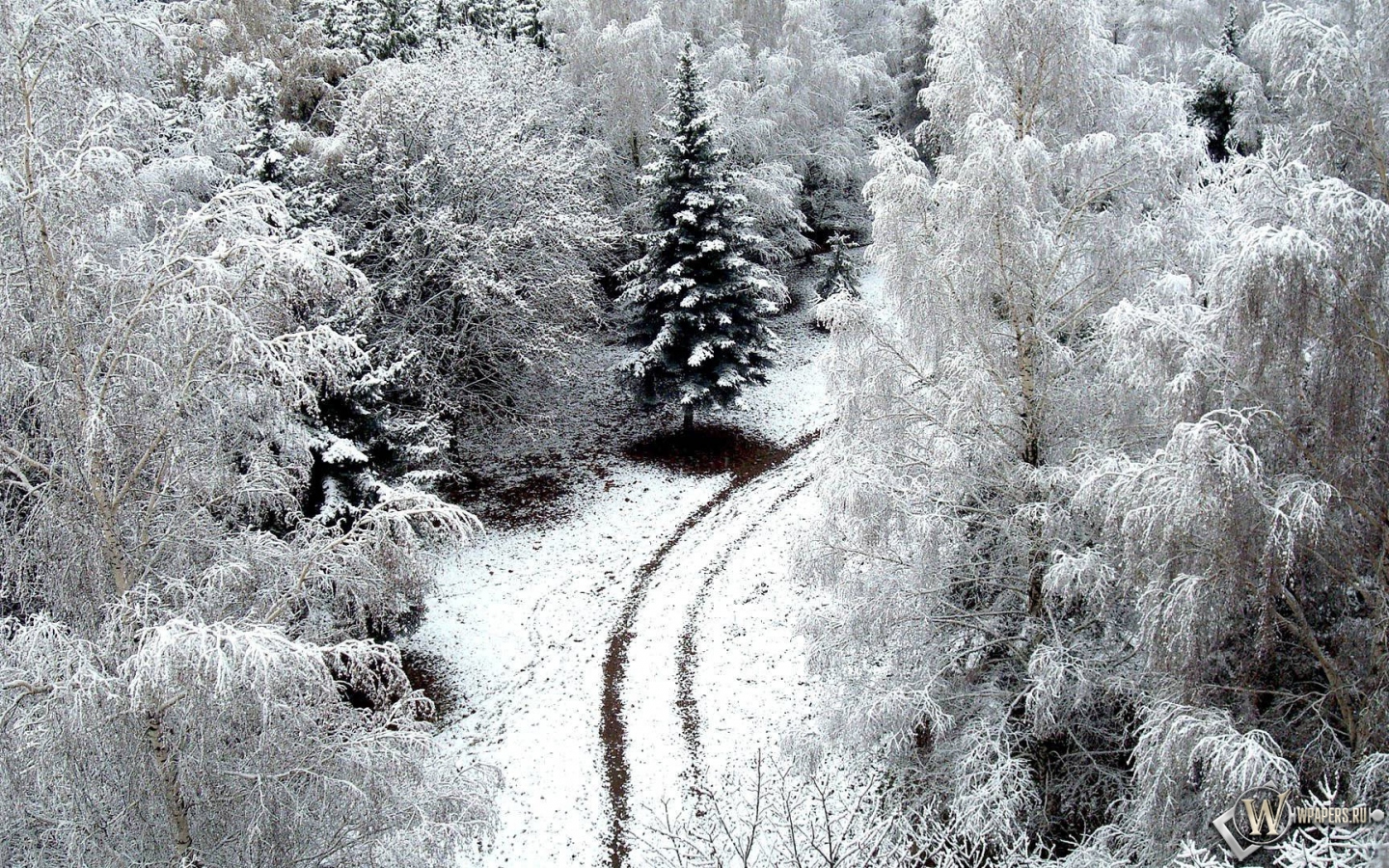 Зимний лес 1440x900