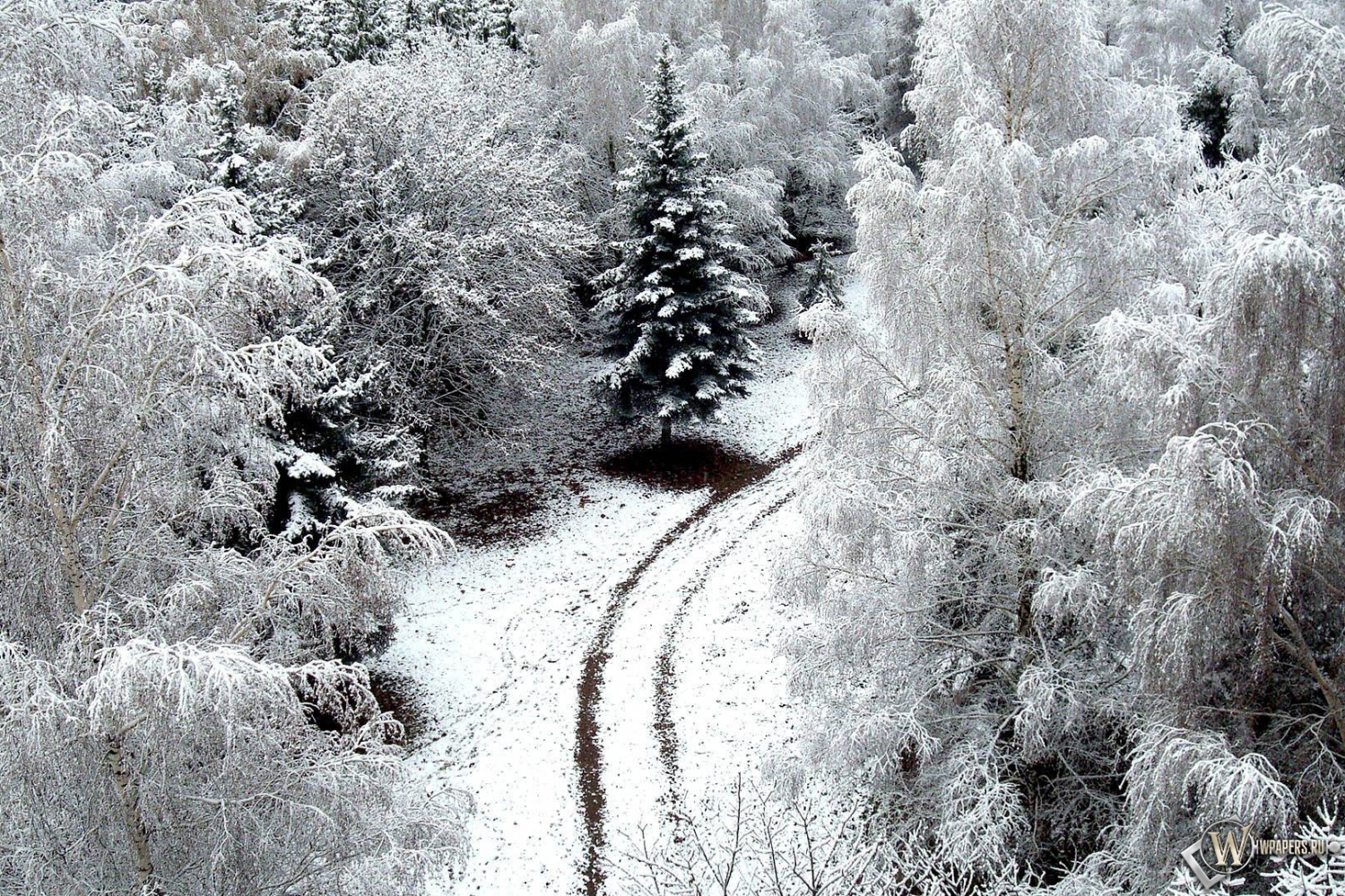 Зимний лес 1500x1000
