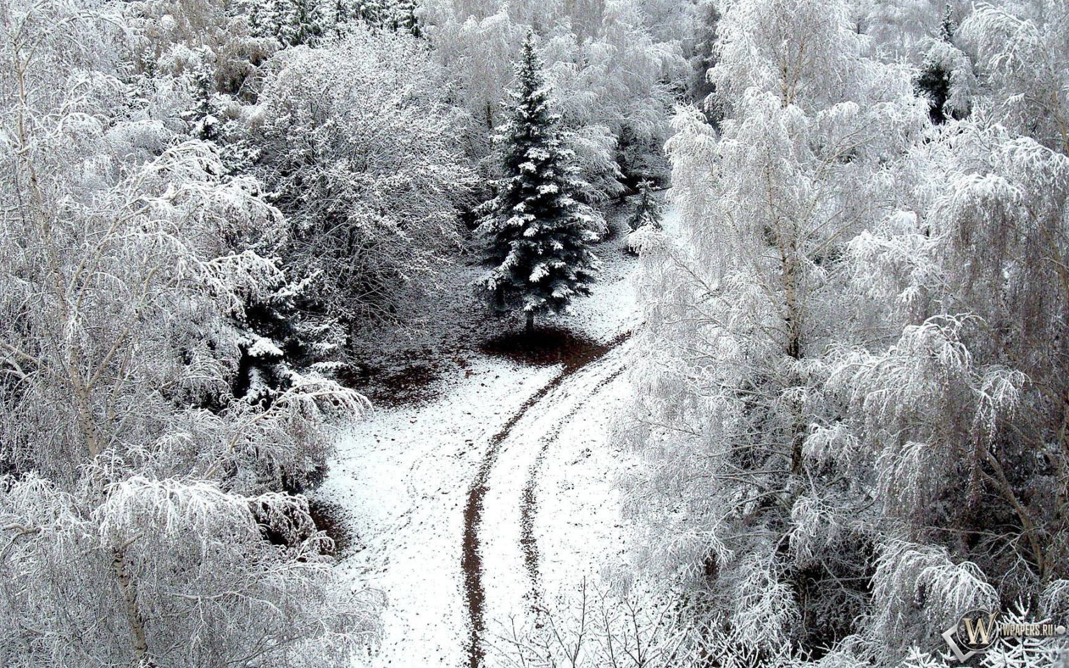 Зимний лес 1536x960