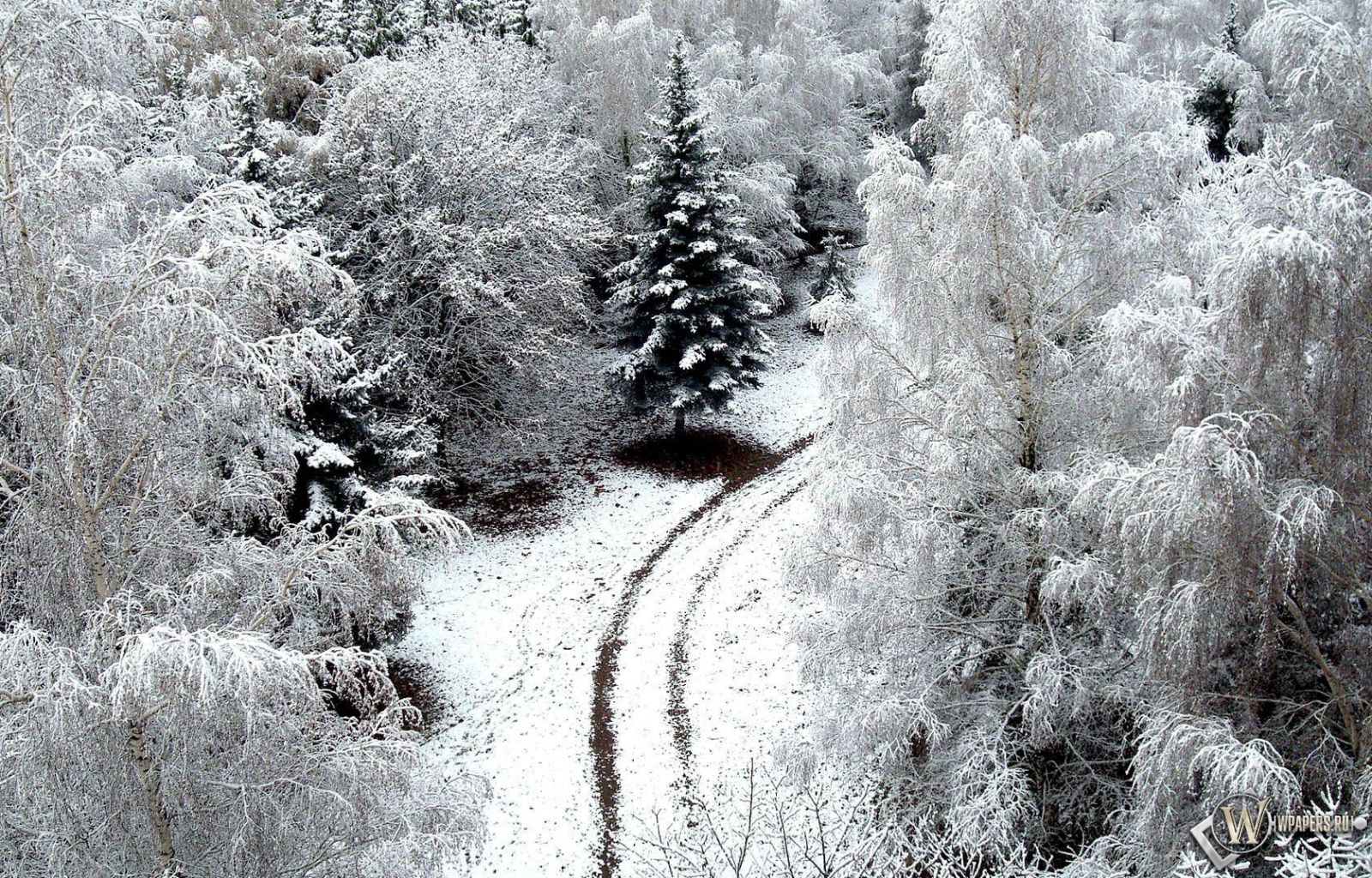 Зимний лес 1600x1024