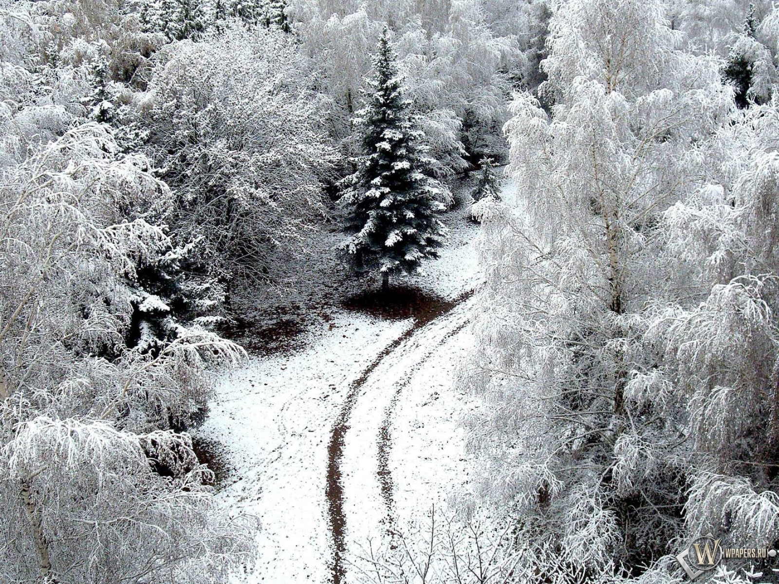 Зимний лес 1600x1200