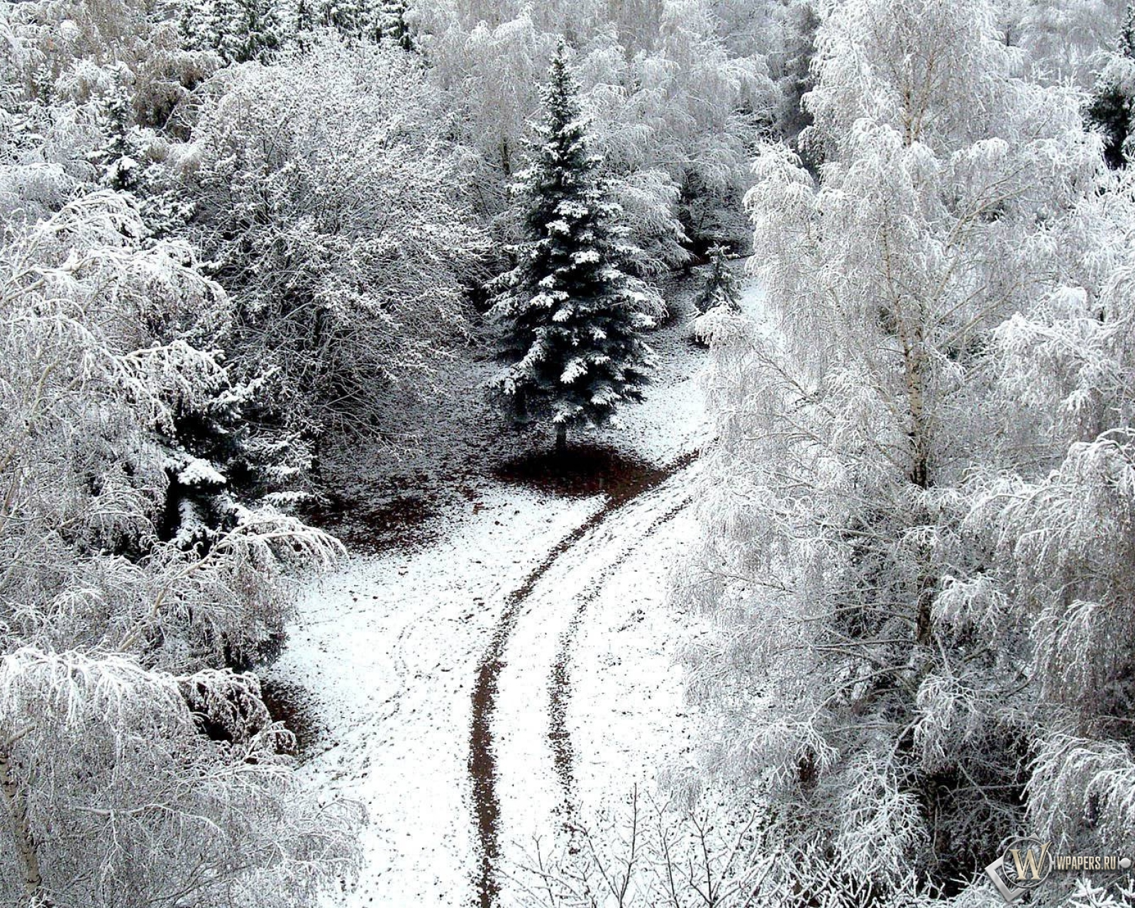 Зимний лес 1600x1280