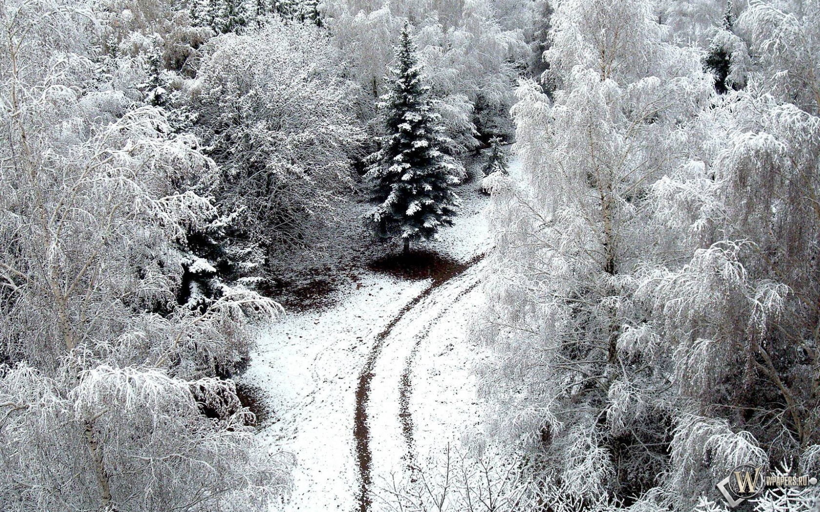 Зимний лес 1680x1050