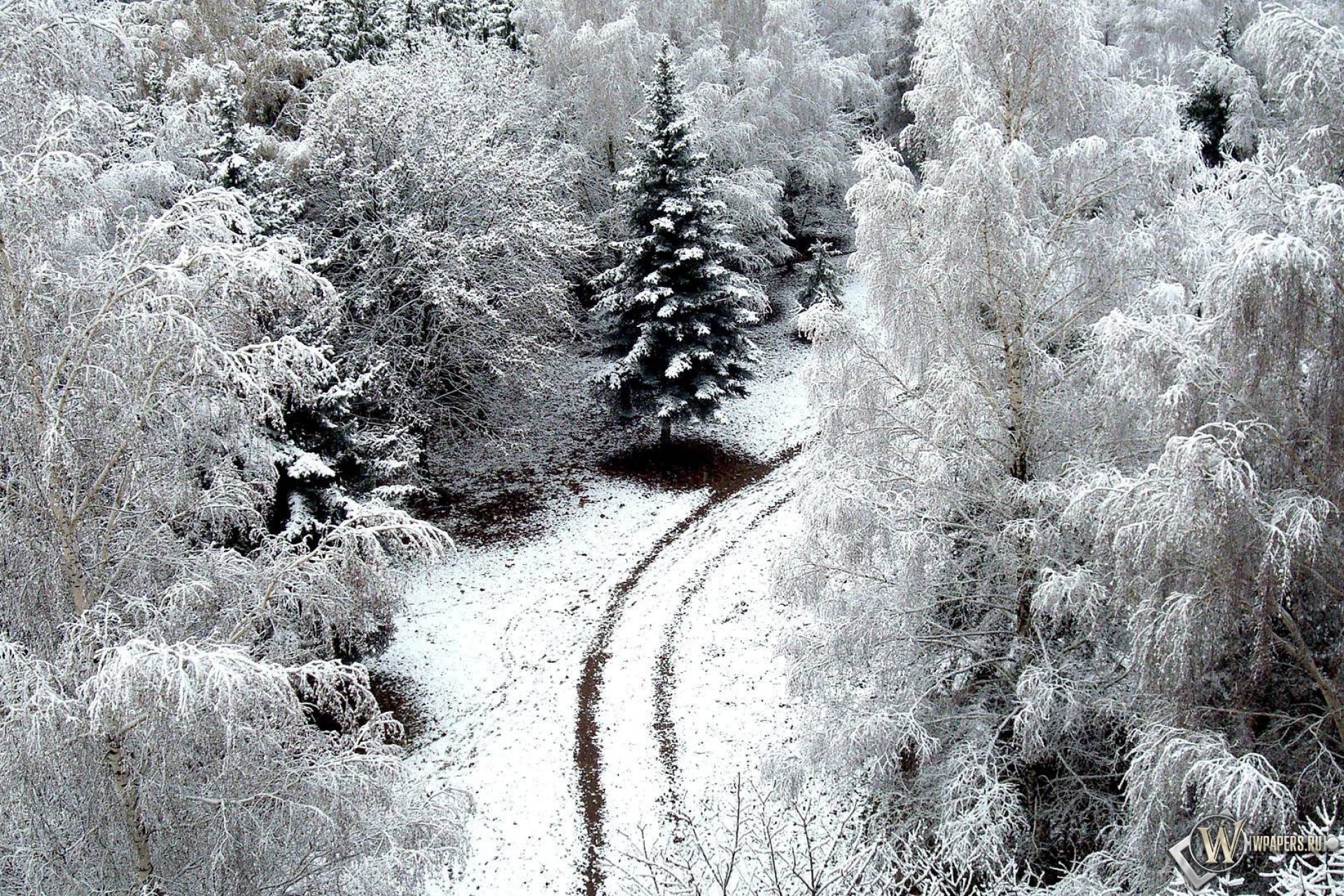 Зимний лес 1920x1280
