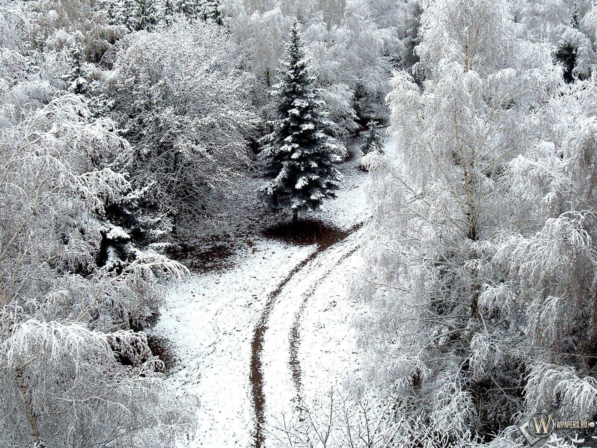 Зимний лес 1920x1440