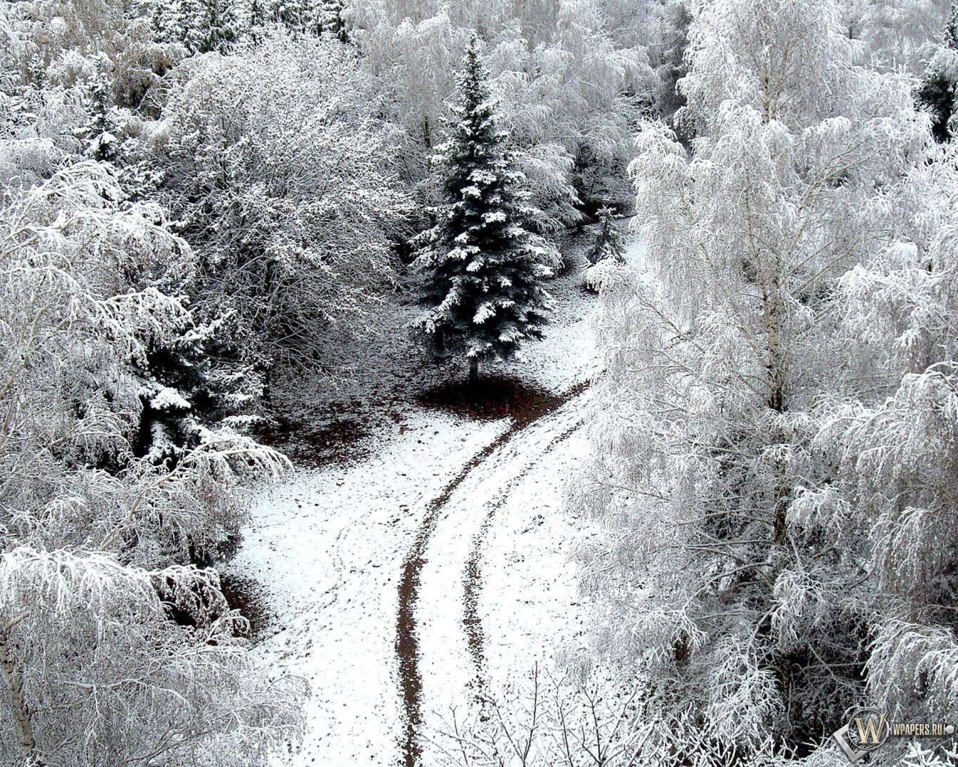 Зимний лес 1920x1536