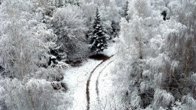 Обои Зимний лес: Зима, Снег, Дорога, Деревья, Обои, Зима
