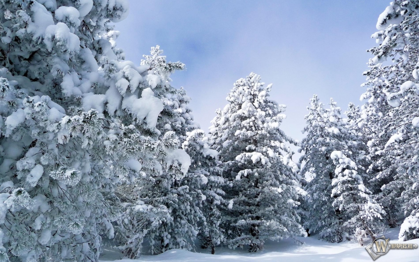 Зима в лесу 1440x900